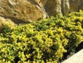 euonymus japonika veriegata ( Altuni Taflan )